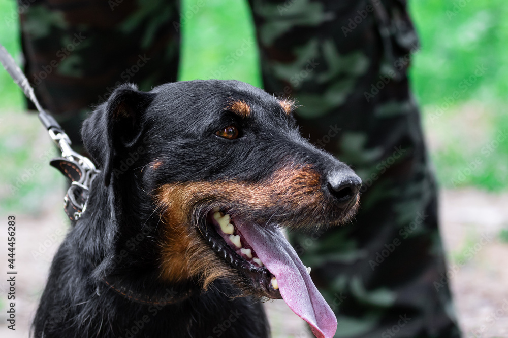 Fototapeta premium Dog of hunting breed German Jagdterrier outdoors portrait close-up owner hunter on a blurred background. Pet and legs of a man in a military camouflage uniform on the background.