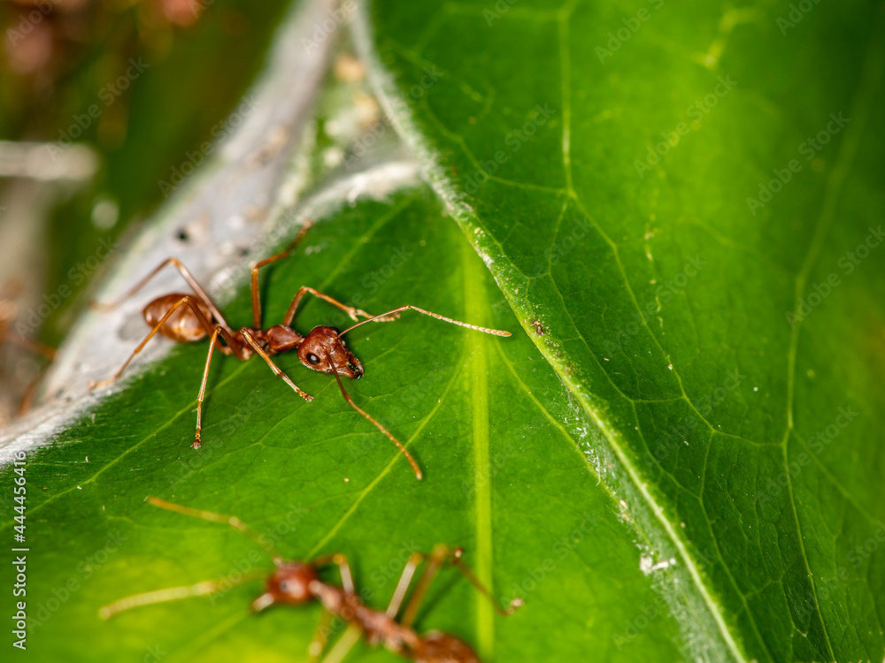 ginger african ants go about their daily activities on a green leaf ginger african ants go about their daily activities on a green leaf