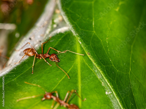 ginger african ants go about their daily activities on a green leaf  © константин константи