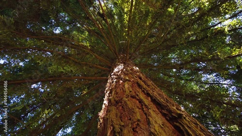 Big sequoia tree. Ground view from a sequoia. Tree rotation. 