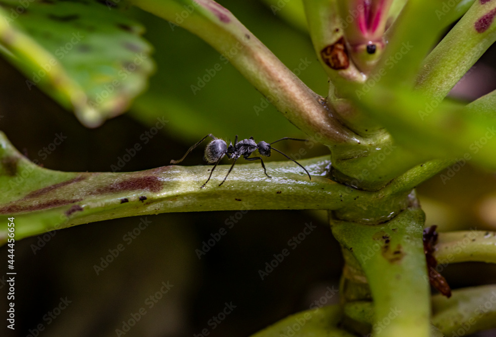 Fototapeta premium macro shooting of African black ants on green foliage 