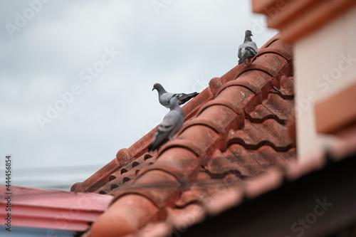 pigeons on the roof of the house
