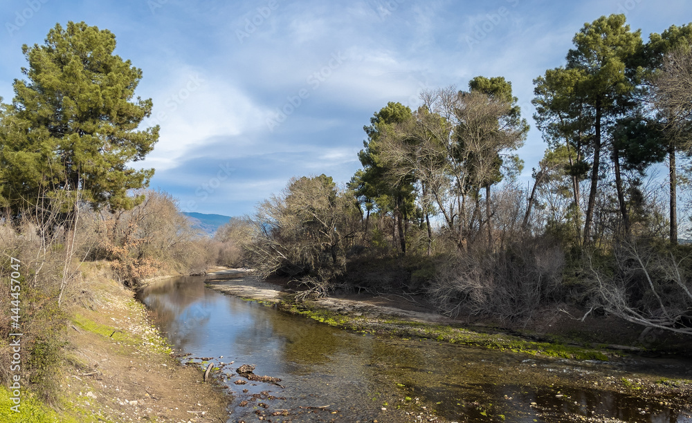River landscape among dry trees and pines. Sunny winter day. Muddy water.