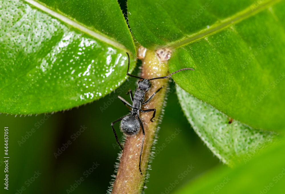 macro shooting of African black ants on green foliage macro shooting of African black ants on green foliage