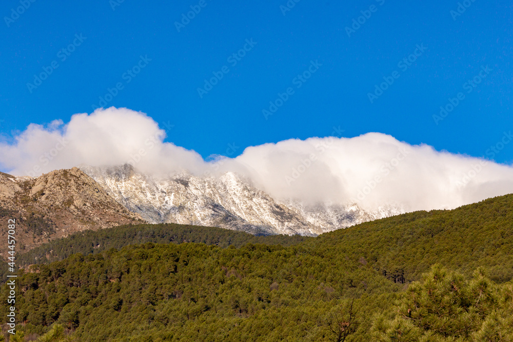 Fototapeta premium Cloud cluster on the top of a snowy mountain. Sunny winter day. Pine forest on the mountainside. Landscape.