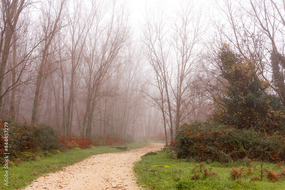 Fototapeta premium Way between poplar forest in winter on a foggy day. Mysterious curved road. Selective focus.