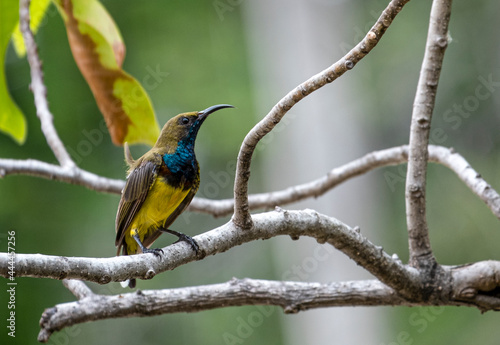 small olive backed sunbird hanging on branch tree. beauty tiny bird yellow and blue color in garden.
