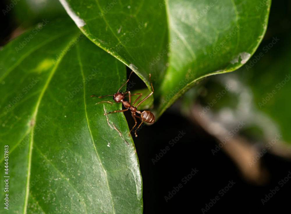 ginger african ants go about their daily activities on a green leaf ginger african ants go about their daily activities on a green leaf