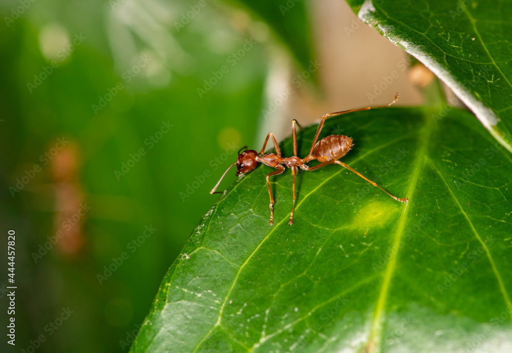 ginger african ants go about their daily activities on a green leaf ginger african ants go about their daily activities on a green leaf