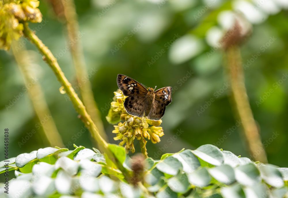 beautiful african butterfly on a flower collects nectar beautiful african butterfly on a flower collects nectar