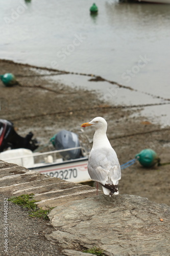 Attente du goéland 