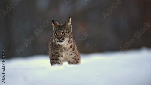The Eurasian lynx (Lynx lynx), wild animal, medium sized cat, slow motion, in forest at winter, snow all around photo