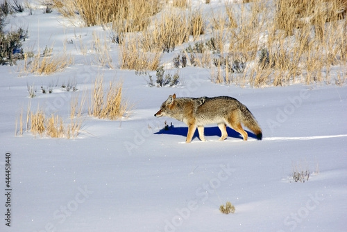 Coyote Walking Through Snow