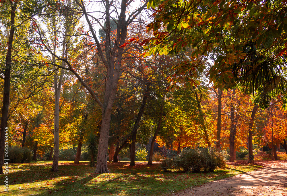 Autumn landscape in a park with trees with golden leaves.