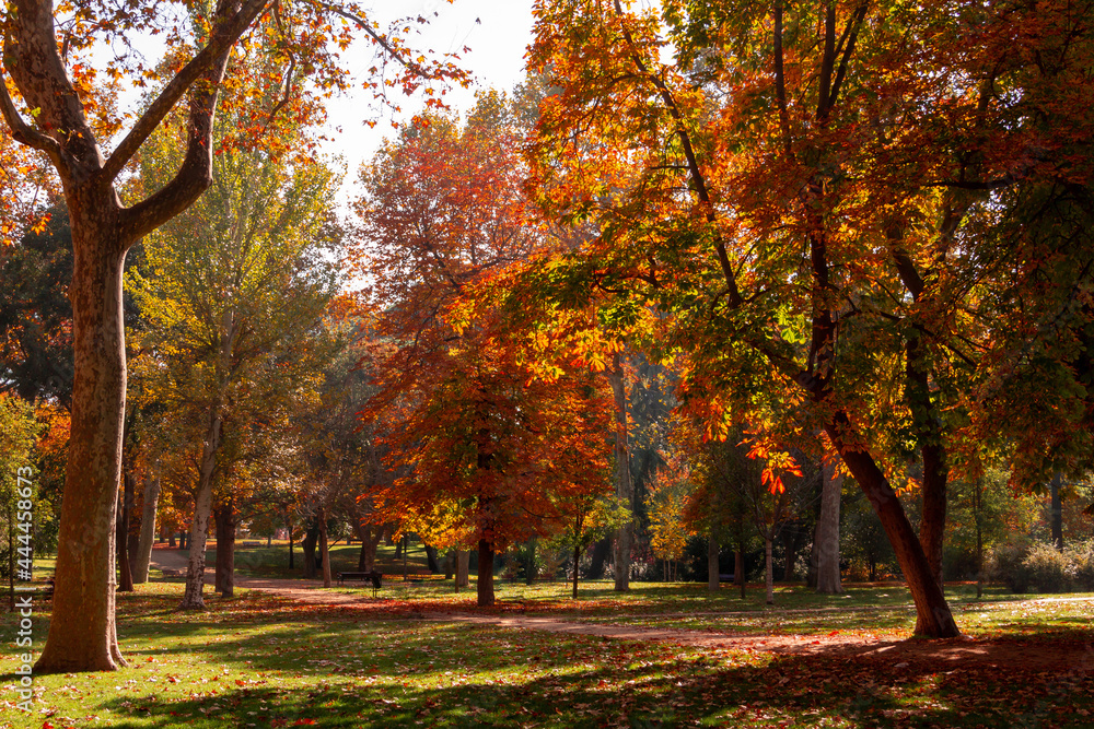 Fototapeta premium Autumn landscape in a park with trees with golden leaves.