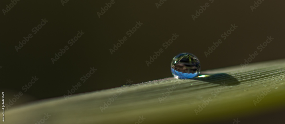 goutte d'eau sur une feuille de roseau goutte d'eau sur une feuille de roseau