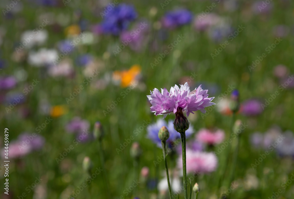 Colourful cornflowers on the background of a flower meadow Colourful cornflowers on the background of a flower meadow