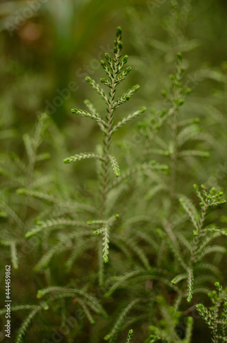 close up of a plant