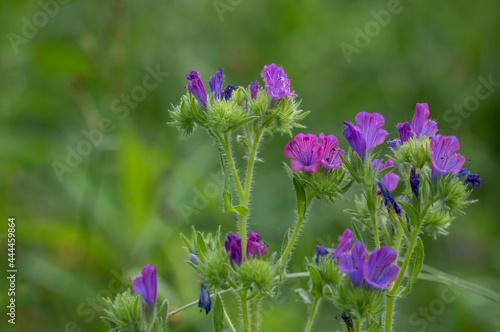 Colourful summer flowers in a flower meadow