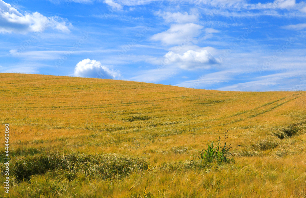 Blue sky with white clouds over a golden field Blue sky with white clouds over a golden field
