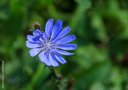 Blue chicory flower traveller on a green background