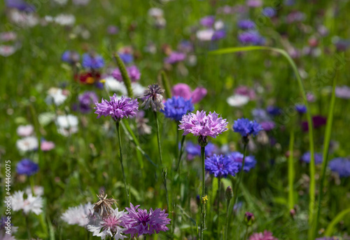 Colourful cornflowers on the background of a flower meadow