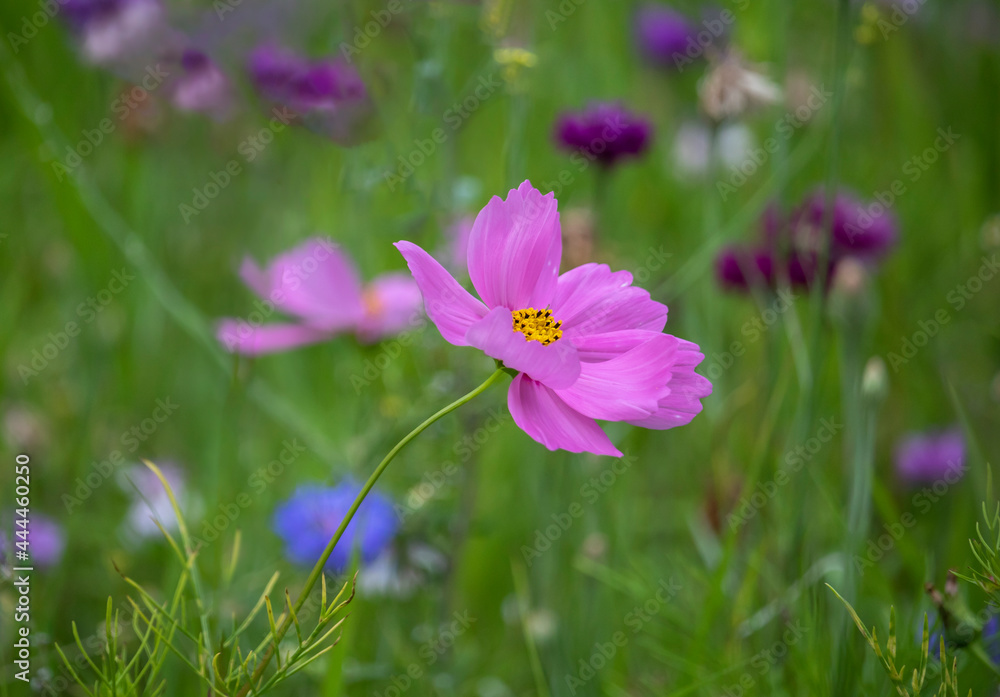Purple cosmos flowers on a flower meadow Purple cosmos flowers on a flower meadow