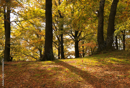 Autumn trees in golden, orange and yellow colours on the Równica peak in Ustroń