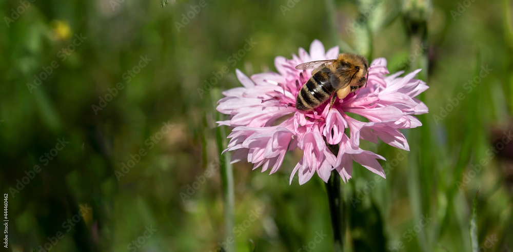 Bee on a pink cornflower Bee on a pink cornflower