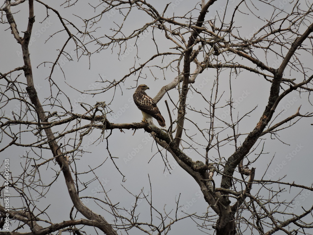 Red-tailed hawk perched in a tree Red-tailed hawk perched in a tree