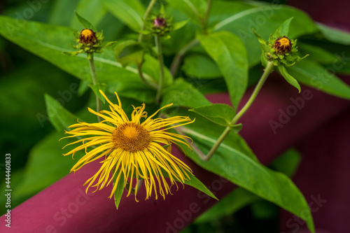 yellow wild flower on green blurred background