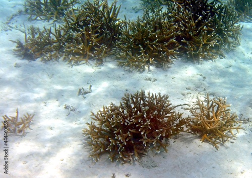 Reef restoration project with young staghorn coral Acropora cervicornis,  stony coral with cylindrical branches  across the sandy ocean bottom photo