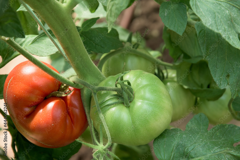 Tomato plants in a greenhouse with red and green fruits Tomato plants in a greenhouse with red and green fruits
