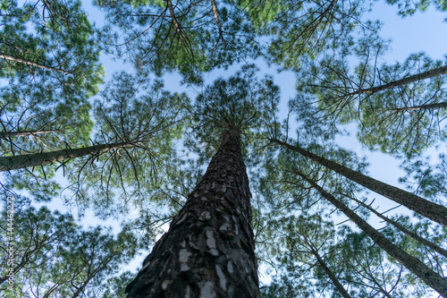  upview of eucalyptus trees in the forest photo