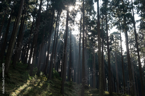 sun rays in the pine forest