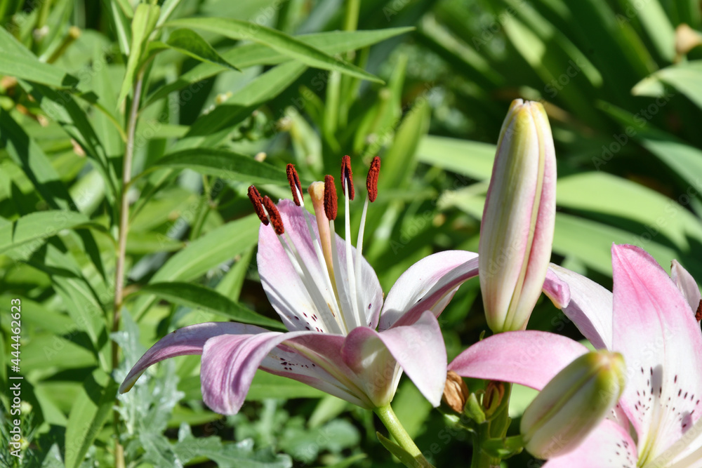 Naklejka premium White-red lily flower in summer garden 