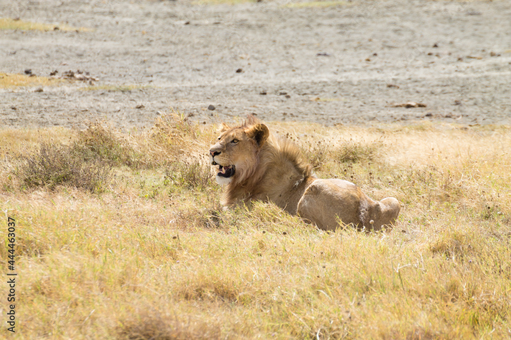 Lion on Ngorongoro Conservation Area crater, Tanzania Lion on Ngorongoro Conservation Area crater, Tanzania