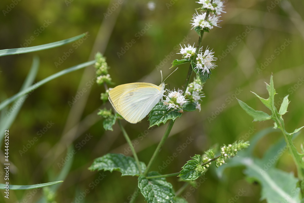 Fototapeta premium Mint flowers and butterfly. Lamiaceae perennial herb.