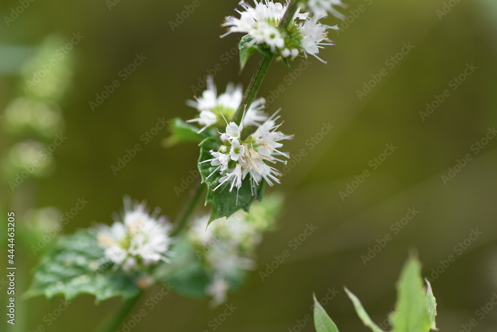 Mint flowers and butterfly. Lamiaceae perennial herb. Mint flowers and butterfly. Lamiaceae perennial herb.