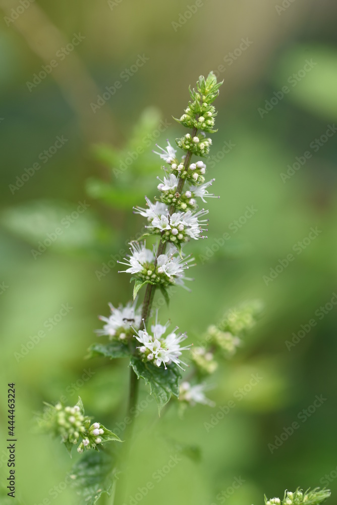 Mint flowers and butterfly. Lamiaceae perennial herb. Mint flowers and butterfly. Lamiaceae perennial herb.