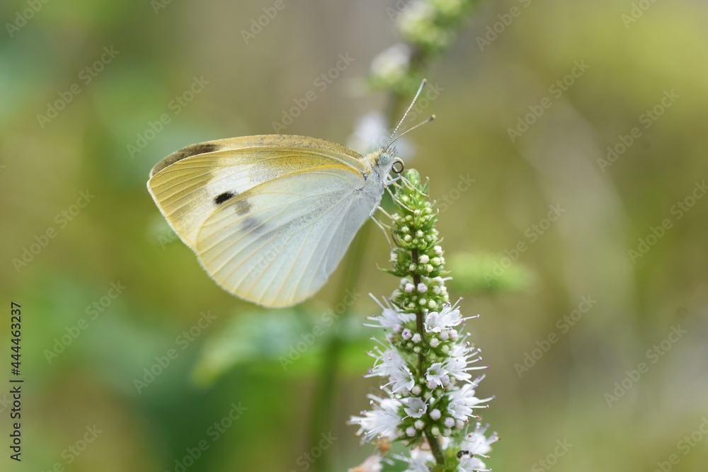 Mint flowers and butterfly. Lamiaceae perennial herb. Mint flowers and butterfly. Lamiaceae perennial herb.