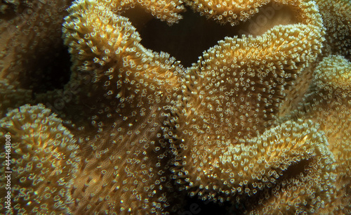 A Mushroom soft coral Cebu Philippines