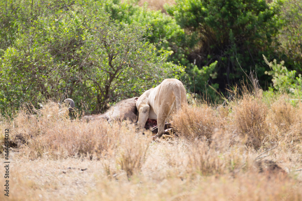 Lioness close up. Serengeti National Park, Tanzania, Africa