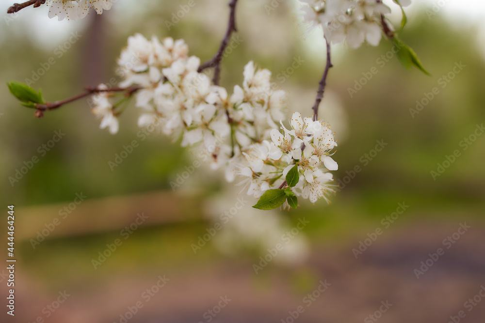 Blossoming cherry early spring. Flowers on a branch. Close Up Blossoming cherry early spring. Flowers on a branch. Close Up