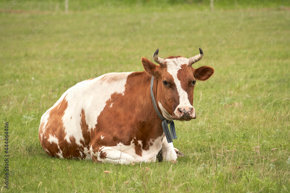 Summer cow grazing. A cow is resting on a pasture.