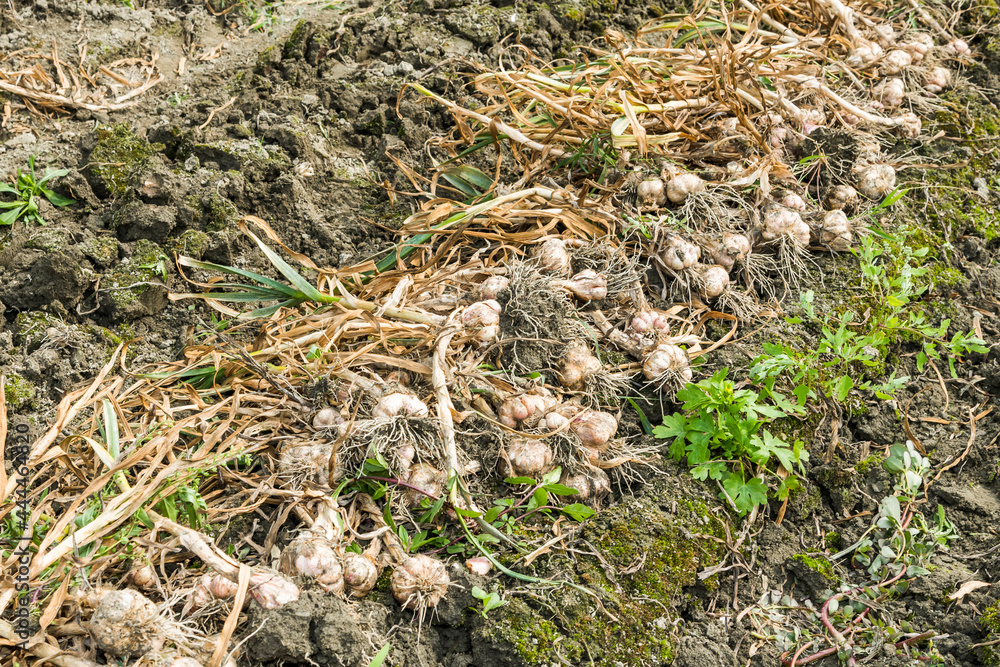 Farmer harvesting garlic heads in the farmland. in Yunlin County, Taiwan.
Farmer harvesting garlic heads in the farmland. in Yunlin County, Taiwan.
