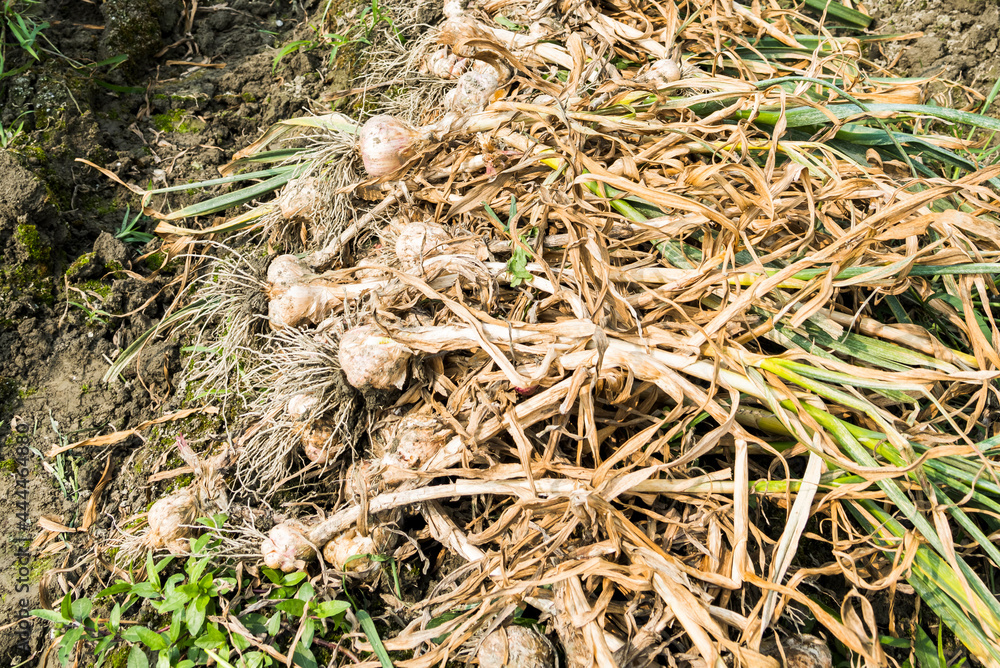 Many bundles of harvested ripe garlic heads with stems and roots lie in a row on the field in Yunlin County, Taiwan. Many bundles of harvested ripe garlic heads with stems and roots lie in a row on the field in Yunlin County, Taiwan.