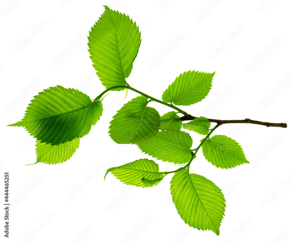 Twigs with beautiful green leaves isolated on a white background. Botanical element for decoration.template for design Twigs with beautiful green leaves isolated on a white background. Botanical element for decoration.template for design