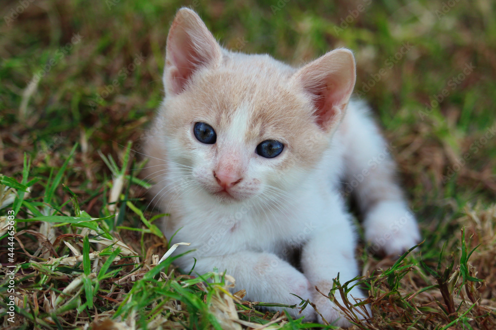 Katzenbaby mit blauen Augen auf Wiese Katzenbaby mit blauen Augen auf Wiese
