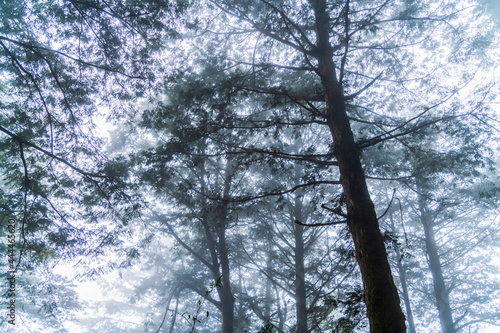 foggy forest in Yilan Taipingshan National forest recreation Area, Taiwan.